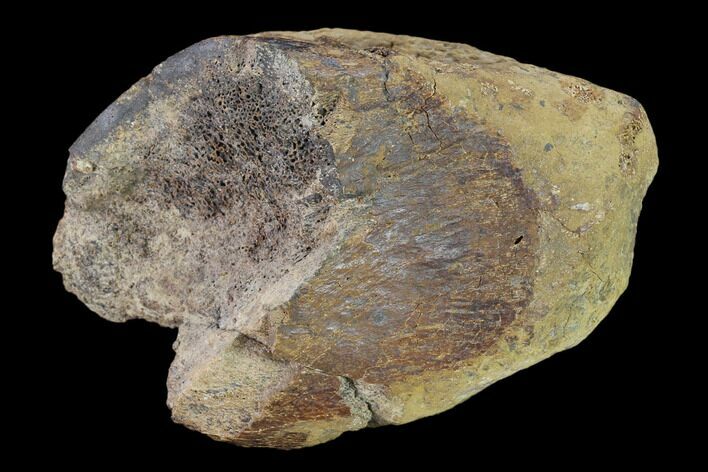 Hadrosaur (Edmontosaurus) Limb Bone Section - South Dakota #145883
